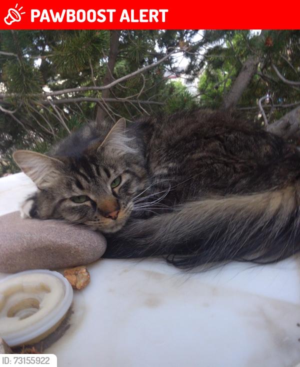 Lost Male Cat last seen Austin Bluffs Blvd. & Research Pkwy., Colorado Springs, CO 80920