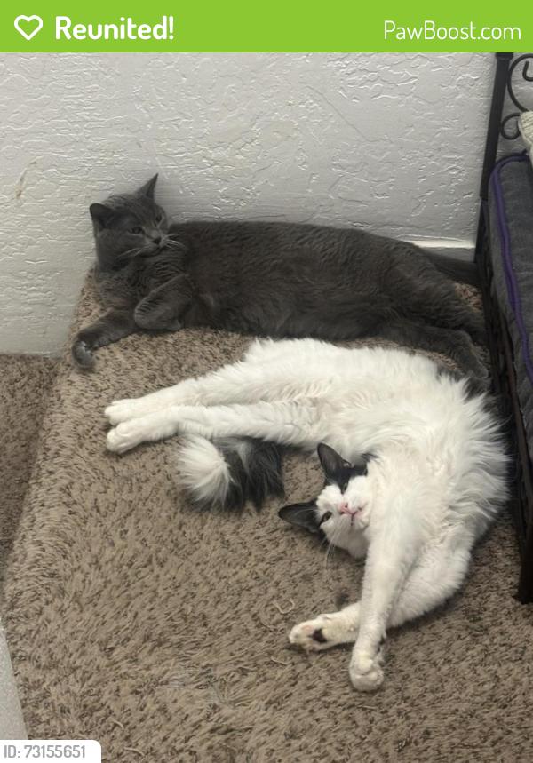 Reunited Male Cat last seen By Dentoni park, Stockton, CA 95209