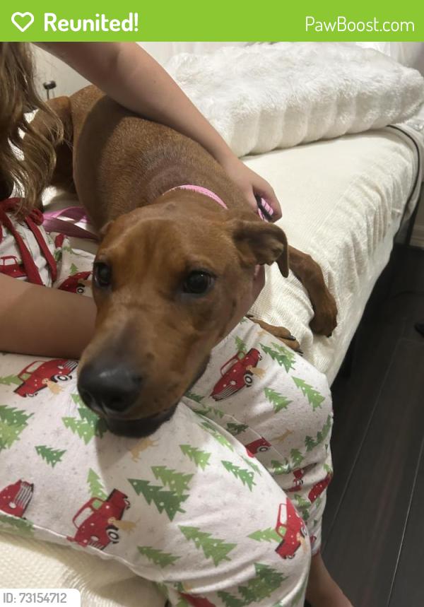 Reunited Female Dog last seen ymca on westheimer katy texas, Katy, TX 77450