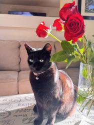 Lost Female Cat last seen Stoney point wAy, Oceanside, CA 92058