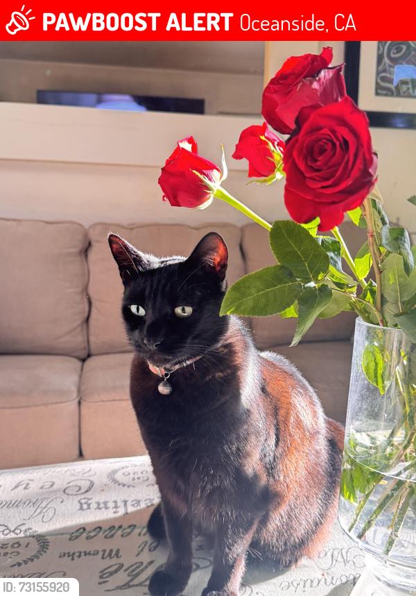 Lost Female Cat last seen Stoney point wAy, Oceanside, CA 92058