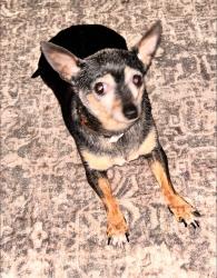 Reunited Female Dog last seen First irving cherch, Irving, TX 75060