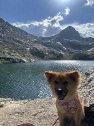 Lost Female Dog last seen Jay St and West 68th Ave, Westminster, CO 80030