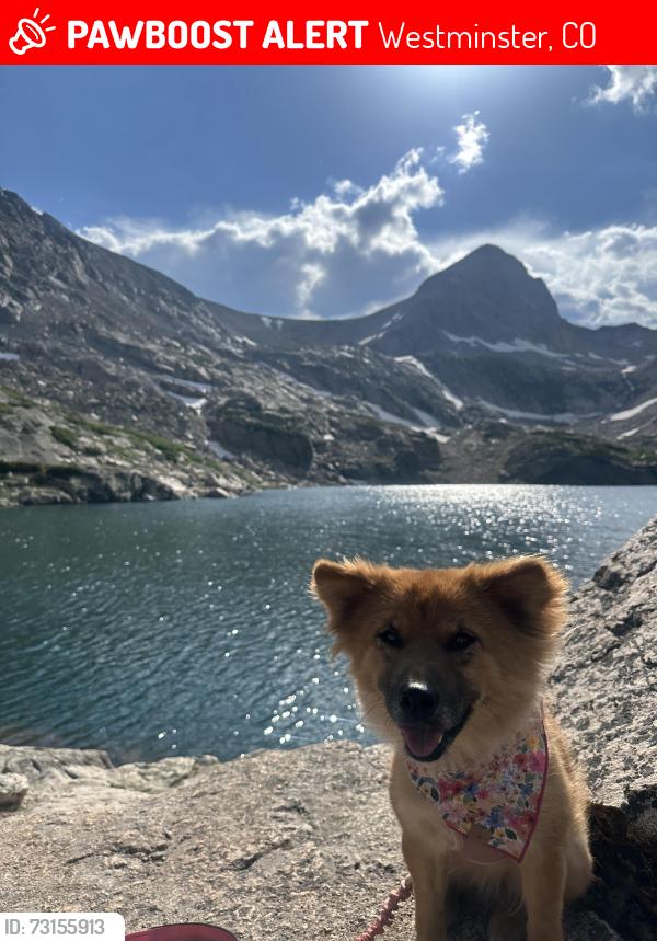 Lost Female Dog last seen Jay St and West 68th Ave, Westminster, CO 80030