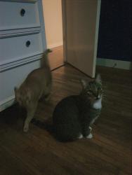 Lost Male Cat last seen Quincy & Handy, Orange, CA 92867