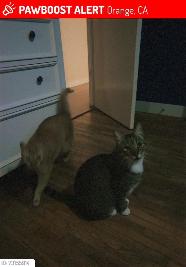 Lost Male Cat last seen Quincy & Handy, Orange, CA 92867