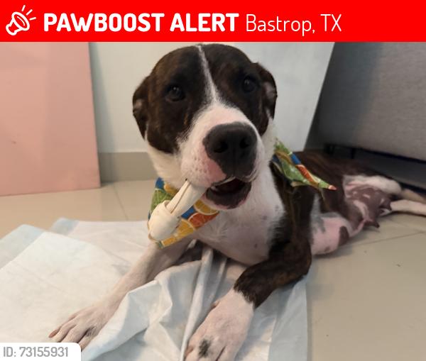 Lost Female Dog last seen Next to a chevron, Bastrop, TX 78602