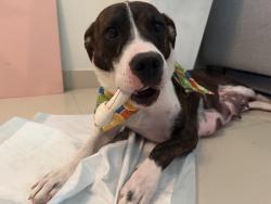 Lost Female Dog last seen Next to a chevron, Bastrop, TX 78602