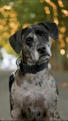 Reunited Male Dog last seen Near SE Flavel St Portland, OR 97206 United States, Portland, OR 97206