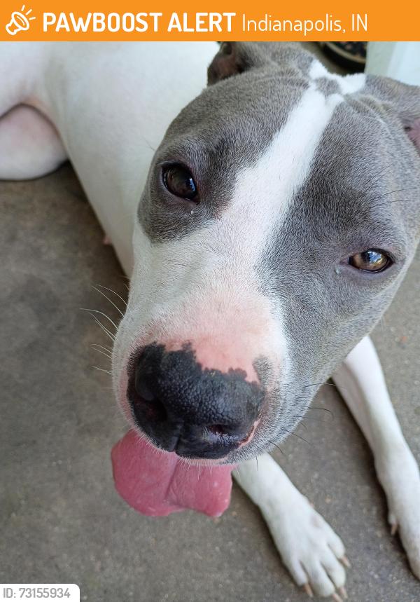 Found/Stray Female Dog last seen Morris and Belmont, Indianapolis, IN 46221