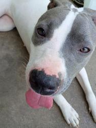 Found/Stray Female Dog last seen Morris and Belmont, Indianapolis, IN 46221