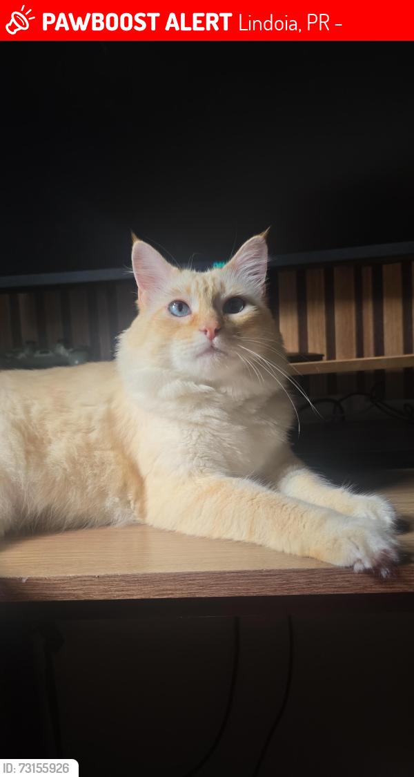 Lost Female Cat last seen Casa azul, Lindoia, PR 82590-300