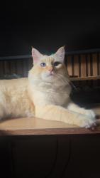 Lost Female Cat last seen Casa azul, Lindoia, PR 82590-300