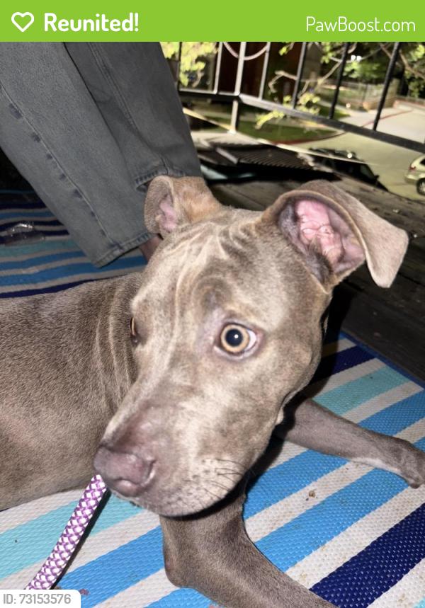 Reunited Female Dog last seen Adanvanced auto parts, Balcones Heights, TX 78201