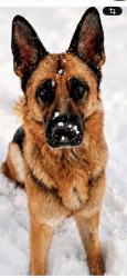 Lost Female Dog last seen Near W 8th Ave, Lakewood. Near the Corner of 8th Ave and Coors, Golden, CO 80401