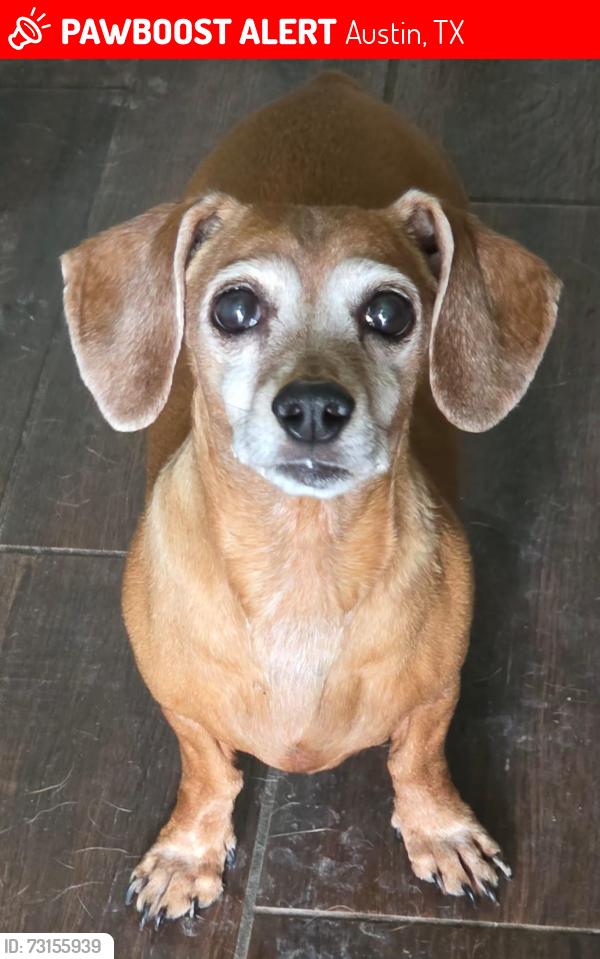 Lost Female Dog last seen Riverside Dr, Austin, TX 78702