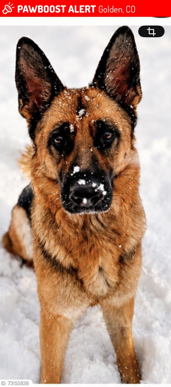 Lost Female Dog last seen Near W 8th Ave, Lakewood. Near the Corner of 8th Ave and Coors, Golden, CO 80401