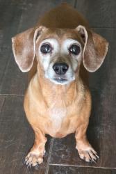 Lost Female Dog last seen Riverside Dr, Austin, TX 78702