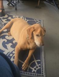 Reunited Female Dog last seen Judith ave & Hollister st., San Diego, CA 92154