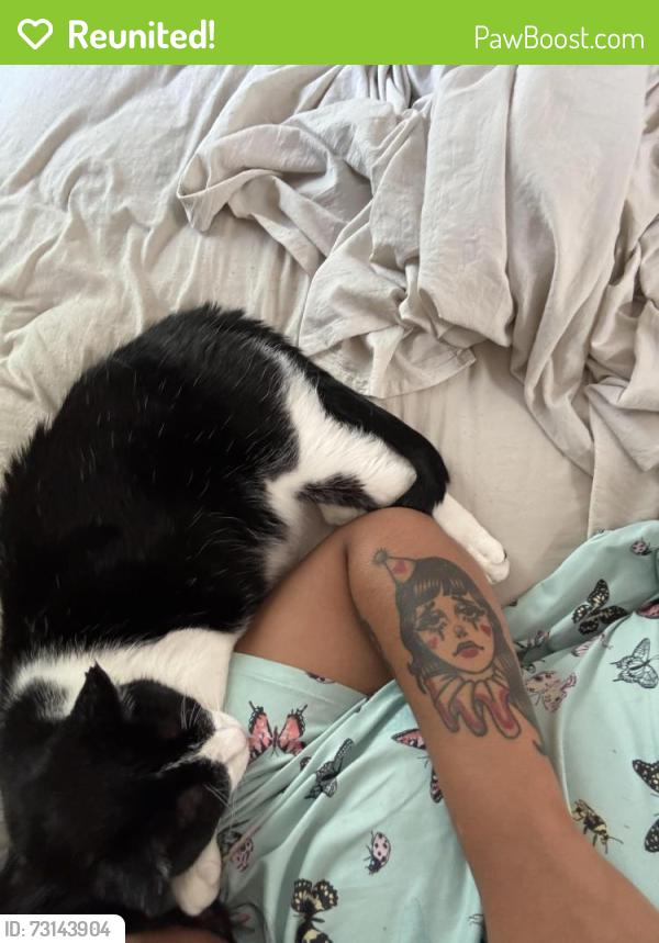 Reunited Male Cat last seen Tower Park, 73rd and Troost, Kansas City, MO 64114