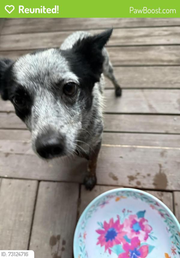 Reunited Female Dog last seen Bearwallow in Hendersonville, Hendersonville, NC 28792