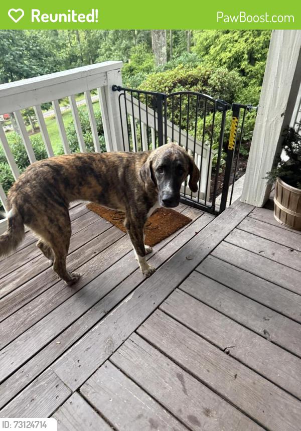 Reunited Female Dog last seen Bearwallow in Hendersonville, Hendersonville, NC 28792