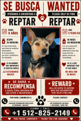 Lost Male Dog last seen bernice hart elementary, Austin, TX 78753