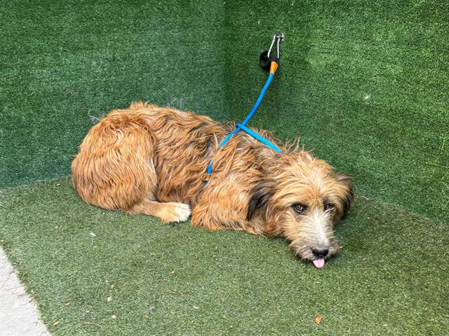 Shelter Stray Female Dog last seen , 5210 W Ave I, Lancaster, CA 93536, USA
