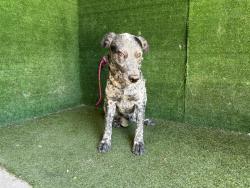 Shelter Stray Female Dog last seen , 5210 W Ave I, Lancaster, CA 93536, USA