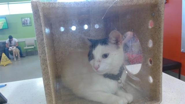 Shelter Stray Male Cat last seen Near BLOCK ST ANDREWS CHURCH RD, 3528 Newburg Rd, Louisville, KY 40218, USA