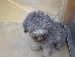 Shelter Stray Male Dog last seen FAIR OAKS BLVD/SUNRISE EAST WAY,95628, 3839 Bradshaw Rd, Sacramento, CA 95827, USA