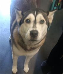 Shelter Stray Female Dog last seen , 1850 W 60th St, Los Angeles, CA 90047, USA