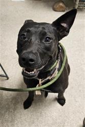 Shelter Stray Female Dog last seen Near BLOCK RIVER BLVD, BAKERSFIELD CA 93305, 3951 Fruitvale Ave, Bakersfield, CA 93308, USA