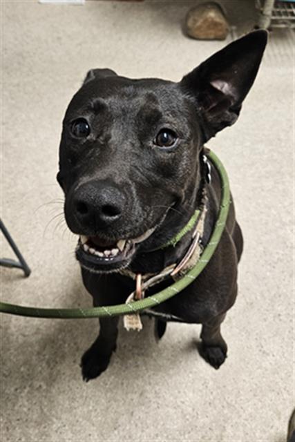 Shelter Stray Female Dog last seen Near BLOCK RIVER BLVD, BAKERSFIELD CA 93305, 3951 Fruitvale Ave, Bakersfield, CA 93308, USA