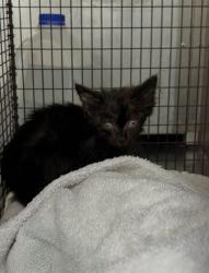 Shelter Stray Male Cat last seen , 4000 N Silverbell Rd, Tucson, AZ 85745, USA