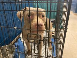 Shelter Stray Female Dog last seen Near BLOCK LILAC DR,63137, 10521 Baur Blvd, Olivette, MO 63132, USA