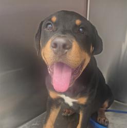 Shelter Stray Male Dog last seen , 4000 N Silverbell Rd, Tucson, AZ 85745, USA