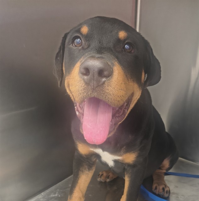 Shelter Stray Male Dog last seen , 4000 N Silverbell Rd, Tucson, AZ 85745, USA