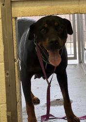Shelter Stray Female Dog last seen , 4000 N Silverbell Rd, Tucson, AZ 85745, USA