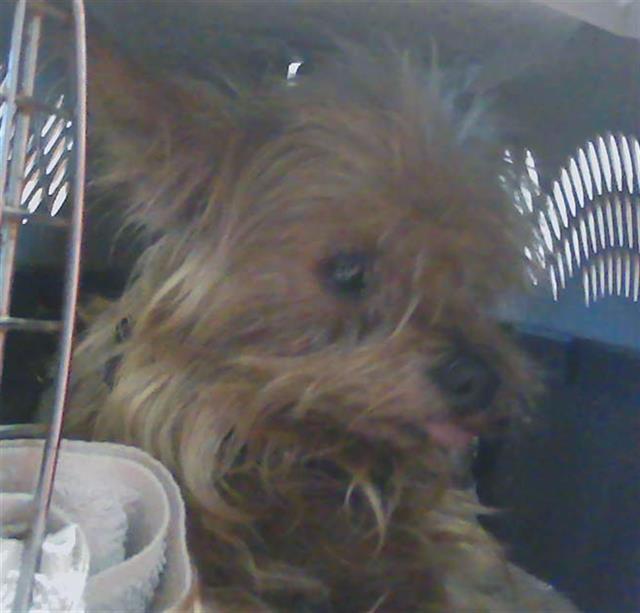 Shelter Stray Male Dog last seen APFEL RD AND CHANCEY ROAD, 19640 Dogpatch Ln, Land O' Lakes, FL 34638, USA