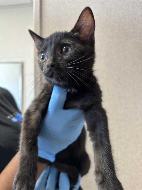 Shelter Stray Male Cat last seen LOCUST AVE X MERRILL AVE, 333 Chandler Pl, San Bernardino, CA 92408, USA