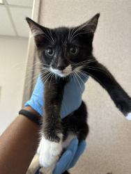 Shelter Stray Male Cat last seen LOCUST AVE X MERRILL AVE, 333 Chandler Pl, San Bernardino, CA 92408, USA