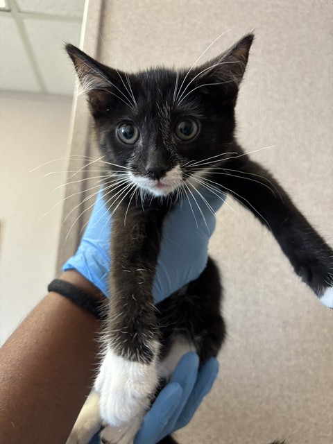 Shelter Stray Male Cat last seen LOCUST AVE X MERRILL AVE, 333 Chandler Pl, San Bernardino, CA 92408, USA