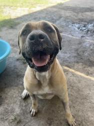 Shelter Stray Female Dog last seen WYNDHAM HILL X OVERLOOK, 6851 Van Buren Boulevard, Jurupa Valley, CA 92509, USA