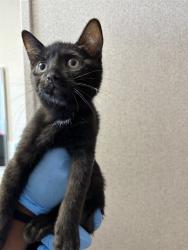 Shelter Stray Male Cat last seen LOCUST AVE X MERRILL AVE, 333 Chandler Pl, San Bernardino, CA 92408, USA