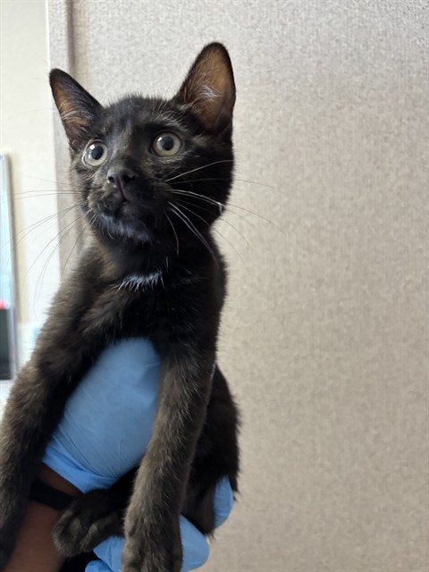 Shelter Stray Male Cat last seen LOCUST AVE X MERRILL AVE, 333 Chandler Pl, San Bernardino, CA 92408, USA