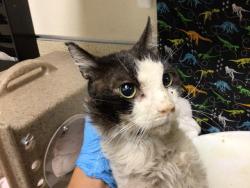 Shelter Stray Male Cat last seen Near BLOCK MASSACHUSETTS AVE, RIVERSIDE, CA, 6851 Van Buren Boulevard, Jurupa Valley, CA 92509, USA