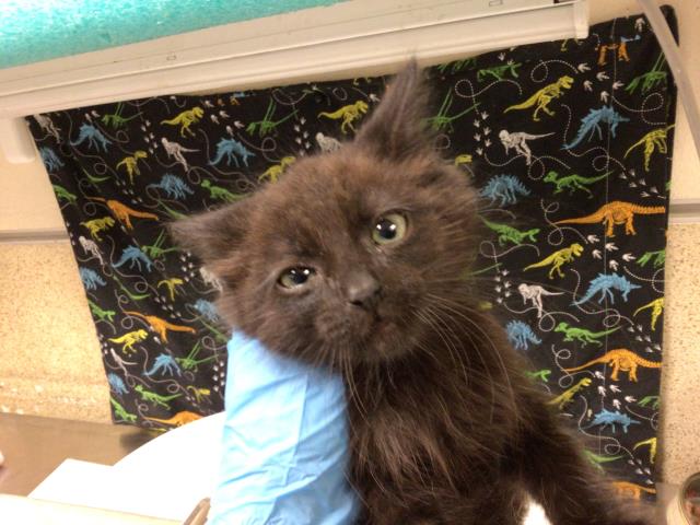 Shelter Stray Male Cat last seen VAN BUREN BLVD & WELLS AVE, 6851 Van Buren Boulevard, Jurupa Valley, CA 92509, USA