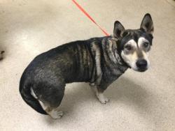 Shelter Stray Female Dog last seen Near BLOCK PARK AVE, RIVERSIDE, CA 92507, 6851 Van Buren Boulevard, Jurupa Valley, CA 92509, USA