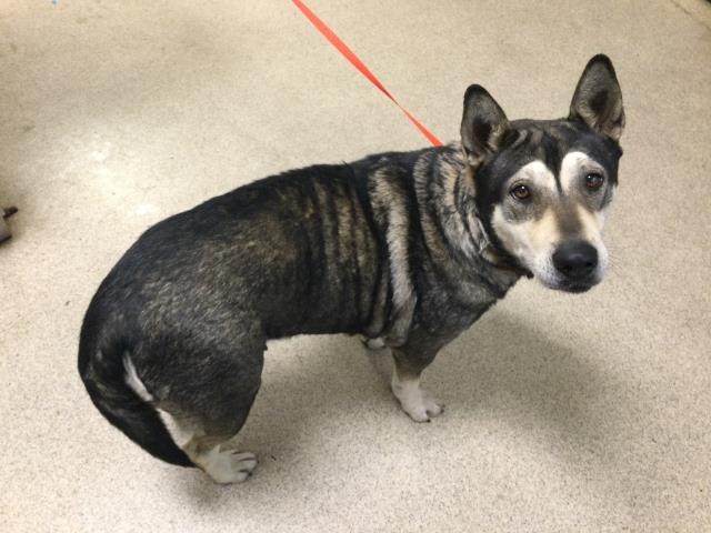 Shelter Stray Female Dog last seen Near BLOCK PARK AVE, RIVERSIDE, CA 92507, 6851 Van Buren Boulevard, Jurupa Valley, CA 92509, USA